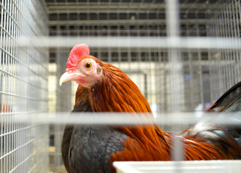 071114PoultryatFair10.jpg